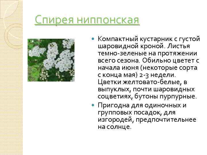 Спирея ниппонская Компактный кустарник с густой шаровидной кроной. Листья темно-зеленые на протяжении всего сезона.