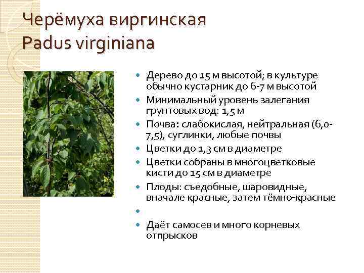 Черёмуха виргинская Padus virginiana Дерево до 15 м высотой; в культуре обычно кустарник до