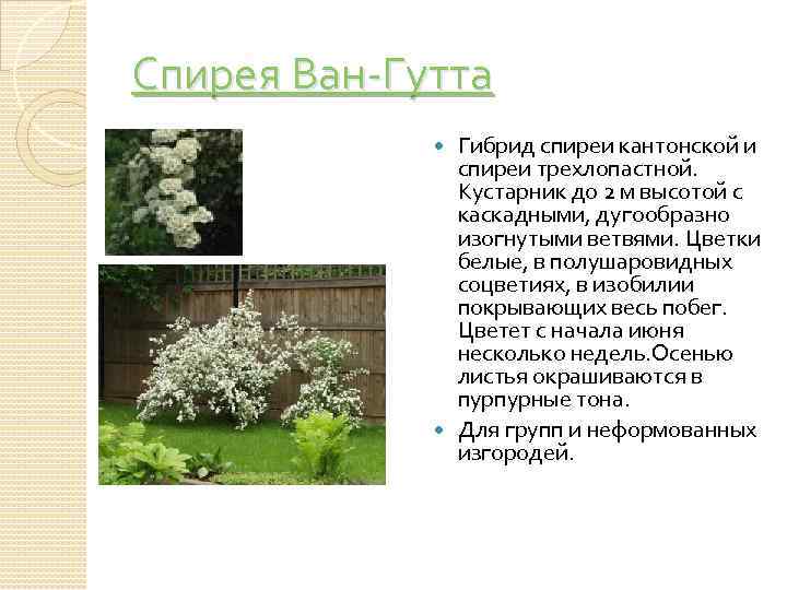 Спирея Ван-Гутта Гибрид спиреи кантонской и спиреи трехлопастной. Кустарник до 2 м высотой с