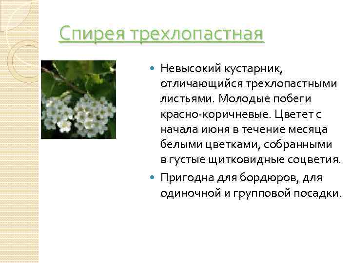 Спирея трехлопастная Невысокий кустарник, отличающийся трехлопастными листьями. Молодые побеги красно-коричневые. Цветет с начала июня
