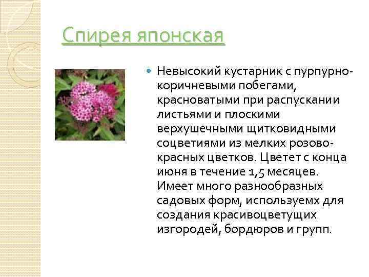 Спирея японская Невысокий кустарник с пурпурнокоричневыми побегами, красноватыми при распускании листьями и плоскими верхушечными