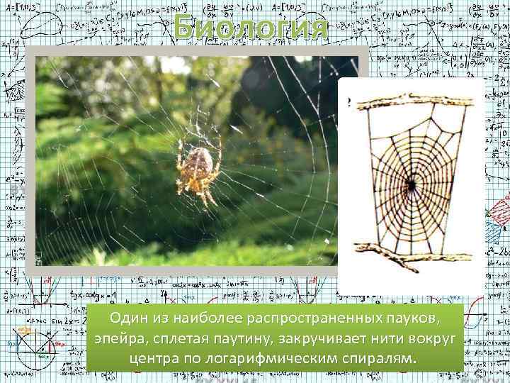 Биология Один из наиболее распространенных пауков, эпейра, сплетая паутину, закручивает нити вокруг центра по