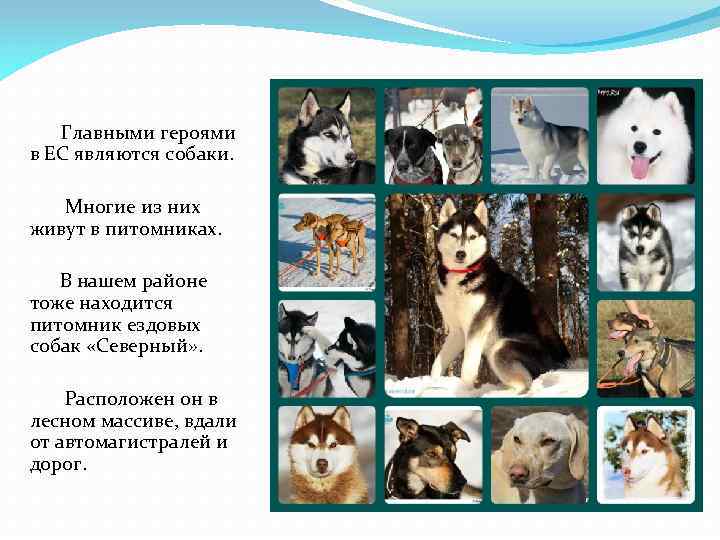 Главными героями в ЕС являются собаки. Многие из них живут в питомниках. В нашем