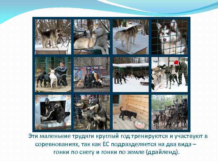 Эти маленькие трудяги круглый год тренируются и участвуют в соревнованиях, так как ЕС подразделяется