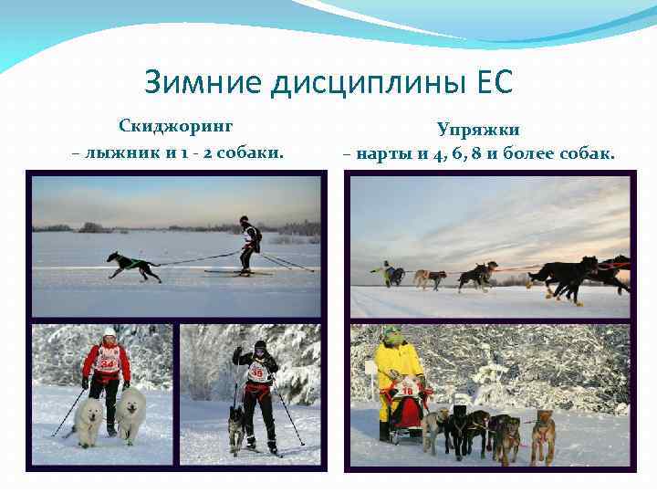 Зимние дисциплины ЕС Скиджоринг – лыжник и 1 - 2 собаки. Упряжки – нарты