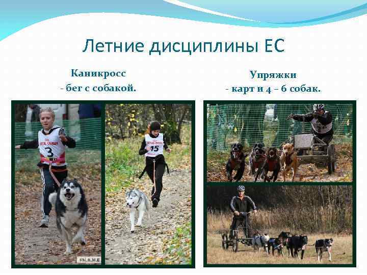 Летние дисциплины ЕС Каникросс - бег с собакой. Упряжки - карт и 4 –
