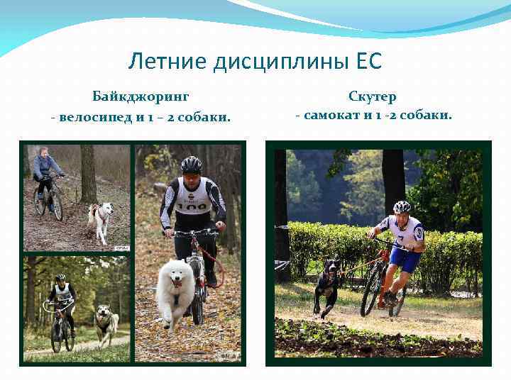 Летние дисциплины ЕС Байкджоринг - велосипед и 1 – 2 собаки. Скутер - самокат