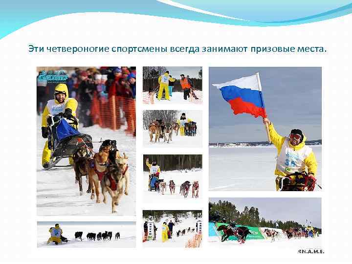 Эти четвероногие спортсмены всегда занимают призовые места. 