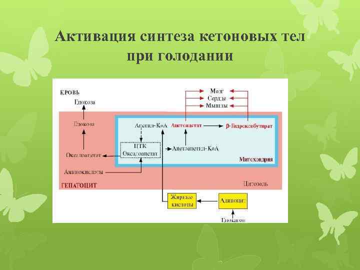 Активация синтеза кетоновых тел при голодании 