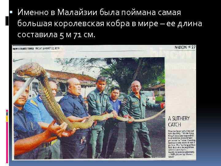  Именно в Малайзии была поймана самая большая королевская кобра в мире – ее