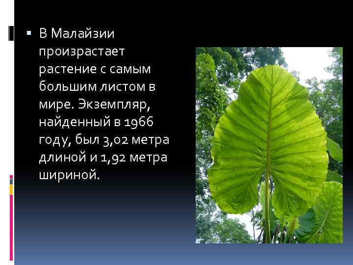  В Малайзии произрастает растение с самым большим листом в мире. Экземпляр, найденный в