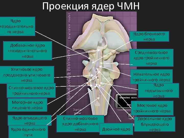 Проекция ядер ЧМН Ядро лазодвигательно го нерва Ядро блокового нерва Добавочное ядро глазодвигательного нерва