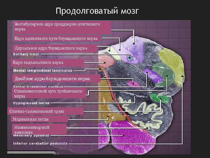 Продолговатый мозг Вестибулярное ядро преддверно-улиткового нерва Ядро одиночного пути блуждающего нерва Дорзальное ядро блуждающего