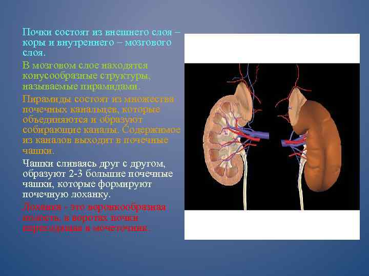 Почки состоят из внешнего слоя – коры и внутреннего – мозгового слоя. В мозговом