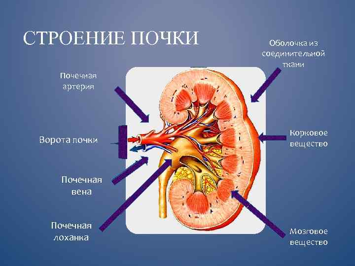 Рисунок почечной капсулы