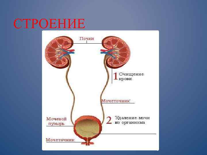 СТРОЕНИЕ 