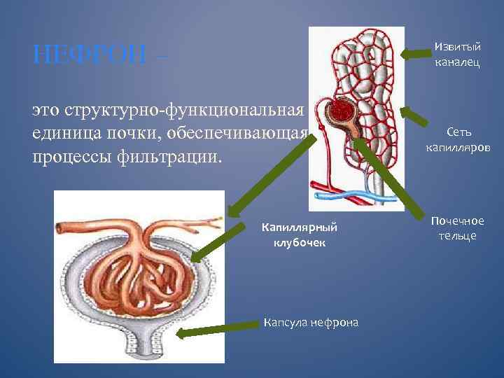 Капсула нефрона