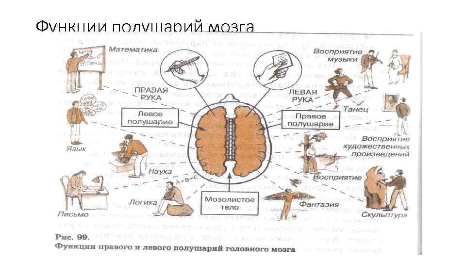 Функции полушарий мозга 