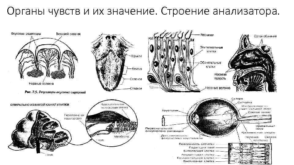 Органы чувств у животных. Принципиальная схема строения анализаторов. Строение анализатора органа чувств. Анализаторы животных. Органы чувств анатомия лекция.