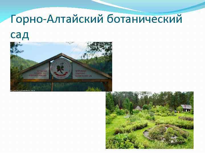 Горно-Алтайский ботанический сад 