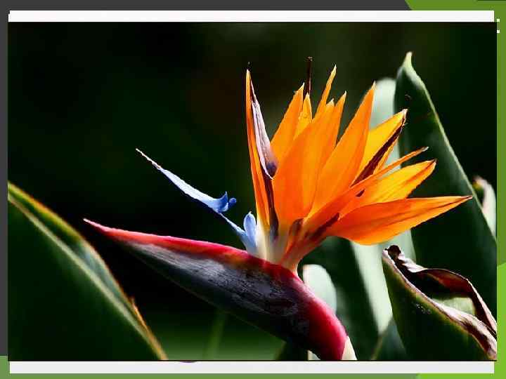 Растения делятся по способу опыления: Анемофилия – опыление ветром Энтофилия – опыление насекомыми Орнитофилия