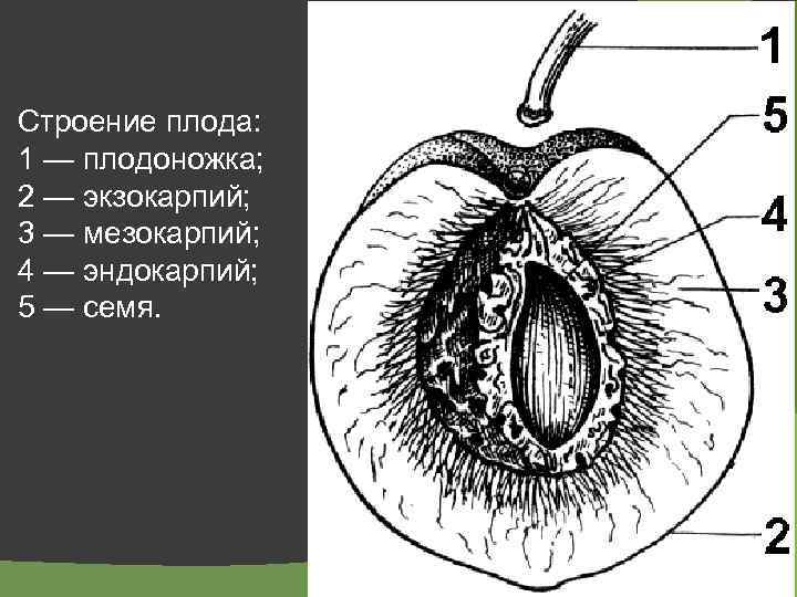 Строение плода: 1 — плодоножка; 2 — экзокарпий; 3 — мезокарпий; 4 — эндокарпий;