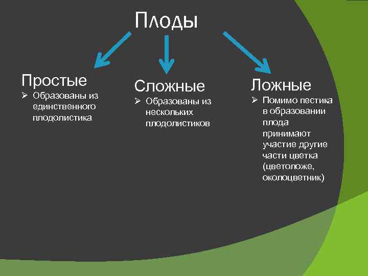 Плоды Простые Ø Образованы из единственного плодолистика Сложные Ø Образованы из нескольких плодолистиков Ложные