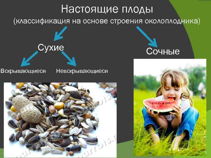 Настоящие плоды (классификация на основе строения околоплодника) Сухие Вскрывающиеся Невскрывающиеся Сочные 