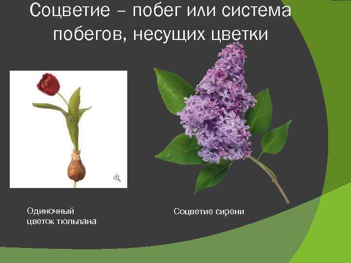 Как обрезать соцветия сирени