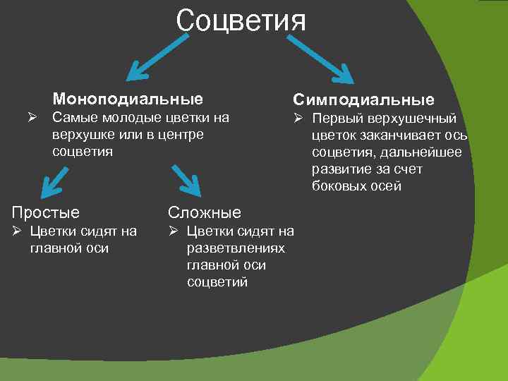 Соцветия Моноподиальные Ø Самые молодые цветки на верхушке или в центре соцветия Симподиальные Ø