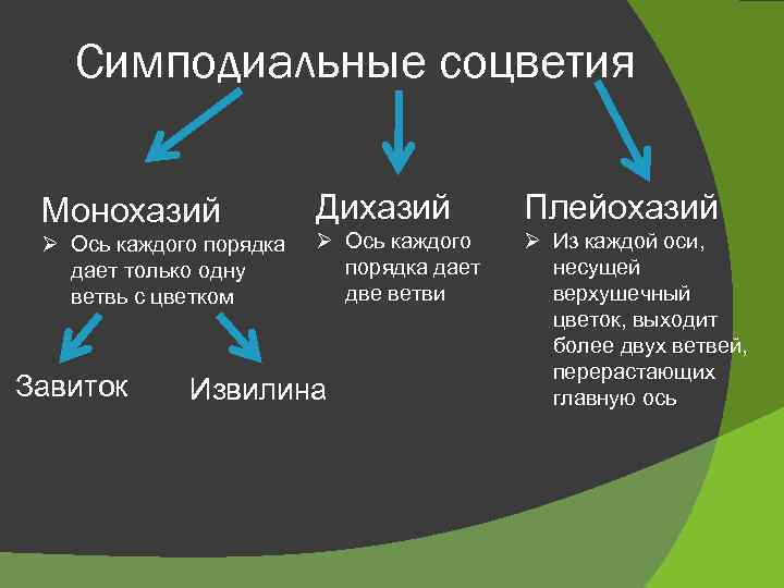 Симподиальные соцветия Монохазий Ø Ось каждого порядка дает только одну ветвь с цветком Завиток