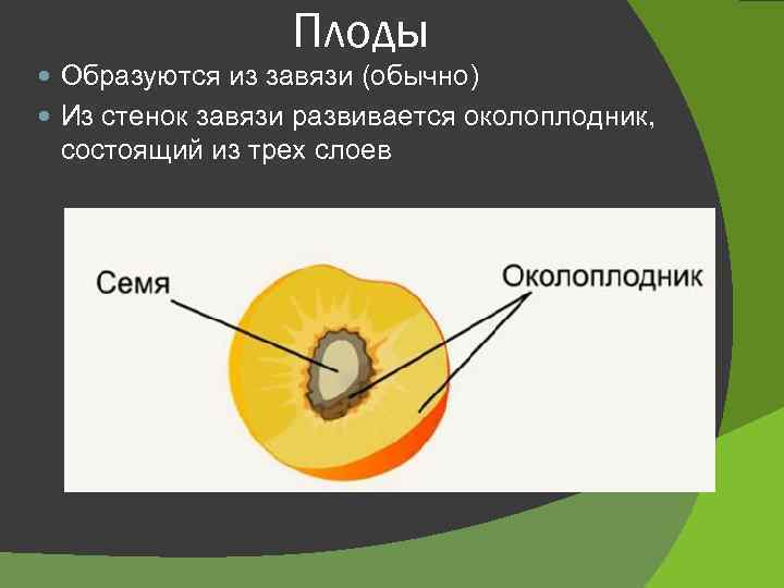 Структуры околоплодника персика
