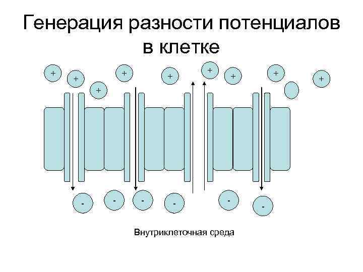 Генерация разности потенциалов в клетке + + + + - - - Внутриклеточная среда