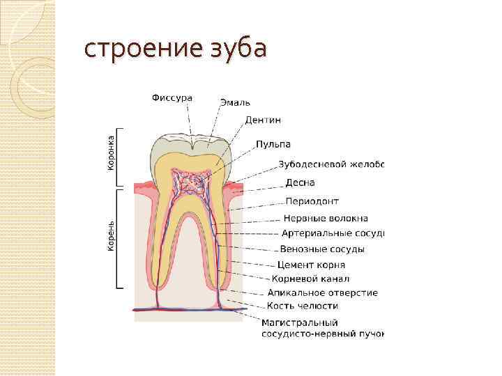 строение зуба 