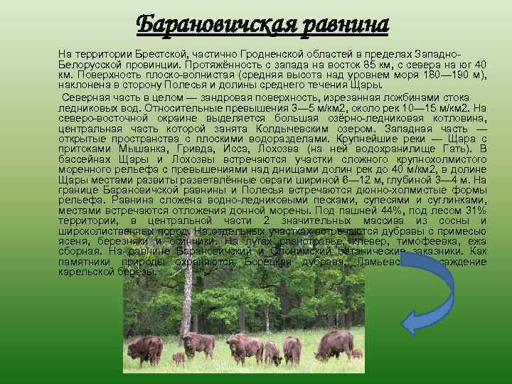 Барановичская равнина На территории Брестской, частично Гродненской областей в пределах Западно. Белорусской провинции. Протяжённость