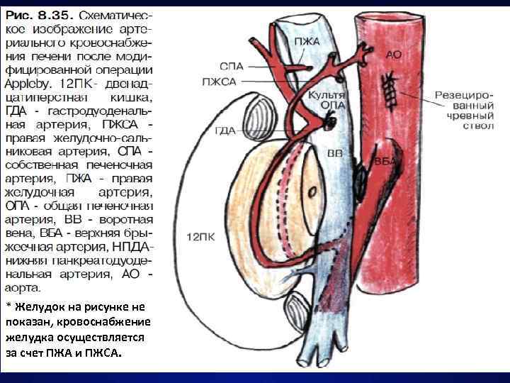 * Желудок на рисунке не показан, кровоснабжение желудка осуществляется за счет ПЖА и ПЖСА.