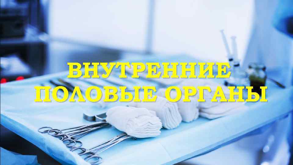 ВНУТРЕННИЕ ПОЛОВЫЕ ОРГАНЫ 