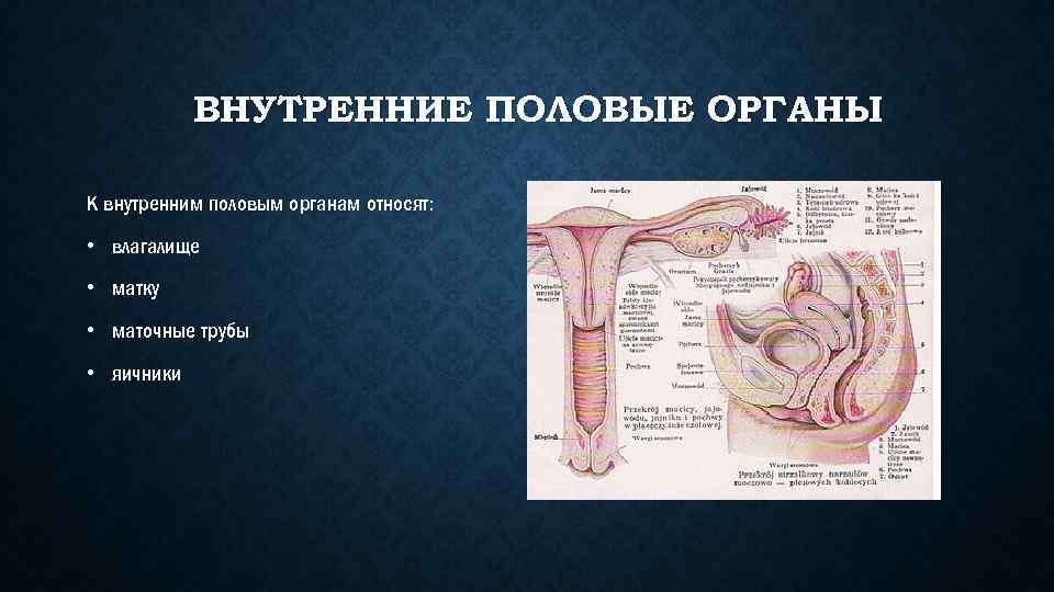 ВНУТРЕННИЕ ПОЛОВЫЕ ОРГАНЫ К внутренним половым органам относят: • влагалище • матку • маточные