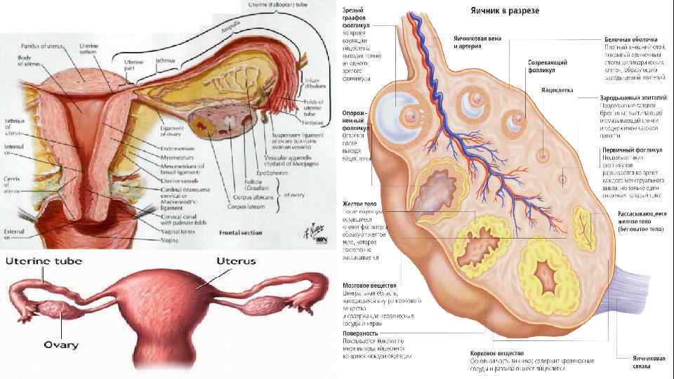 Яичник на латыни. Яичник анатомия строение внешнее. Строение женского яичника анатомия. Яичник анатомия топография. Наружная оболочка яичника.