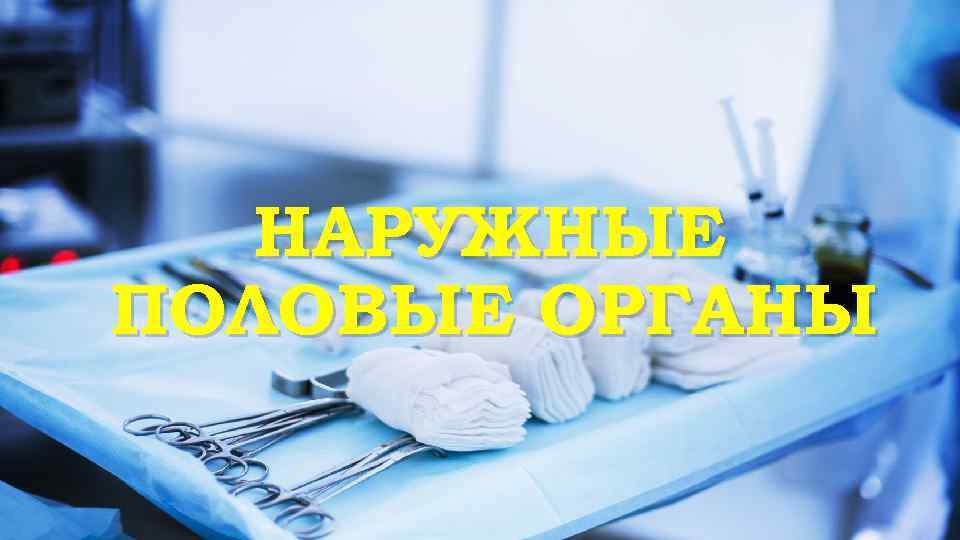 НАРУЖНЫЕ ПОЛОВЫЕ ОРГАНЫ 