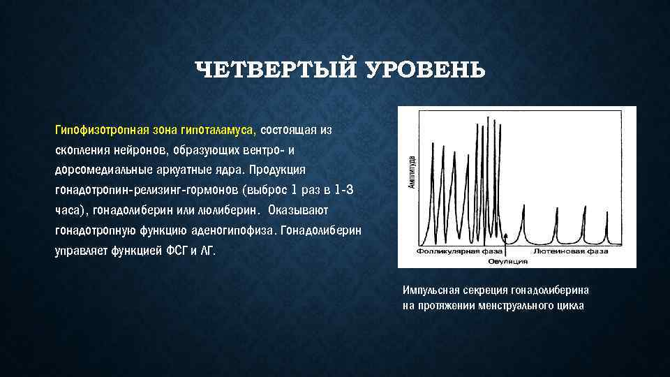 ЧЕТВЕРТЫЙ УРОВЕНЬ Гипофизотропная зона гипоталамуса, состоящая из скопления нейронов, образующих вентро- и дорсомедиальные аркуатные