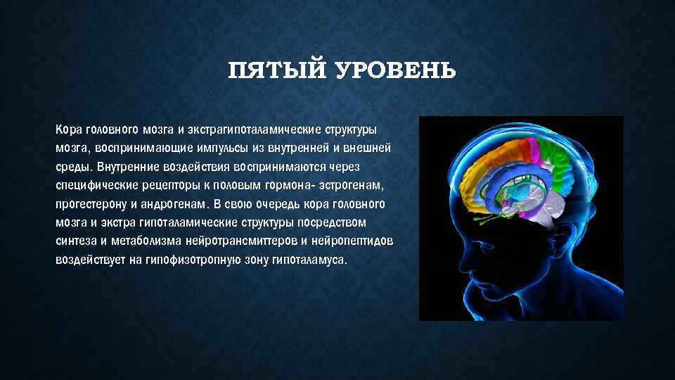 ПЯТЫЙ УРОВЕНЬ Кора головного мозга и экстрагипоталамические структуры мозга, воспринимающие импульсы из внутренней и