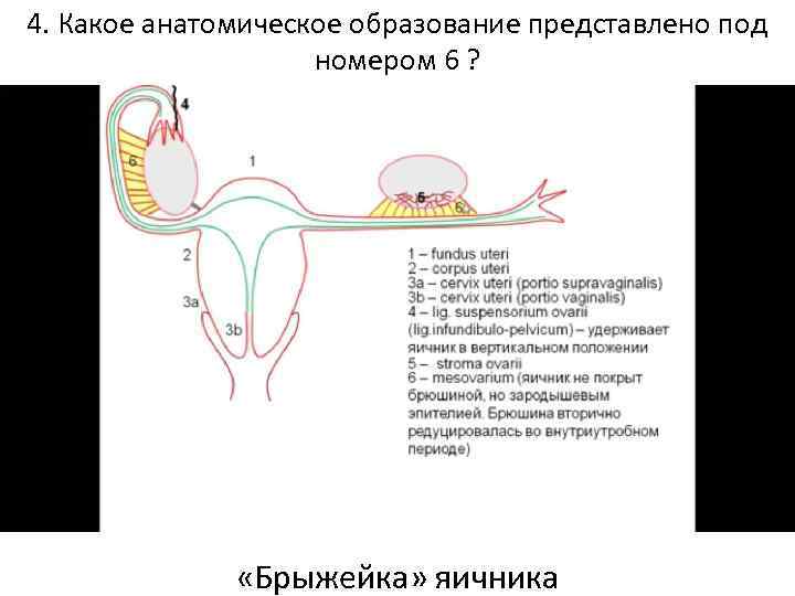 4. Какое анатомическое образование представлено под номером 6 ? «Брыжейка» яичника 