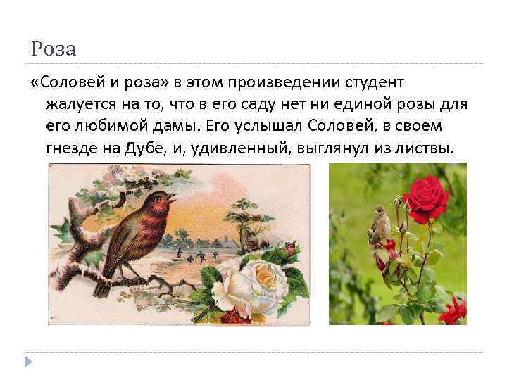Роза «Соловей и роза» в этом произведении студент жалуется на то, что в его