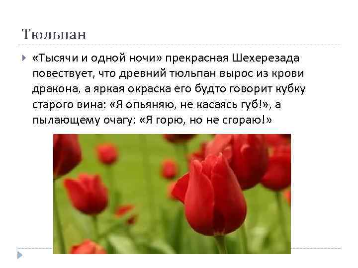 Тюльпан «Тысячи и одной ночи» прекрасная Шехерезада повествует, что древний тюльпан вырос из крови