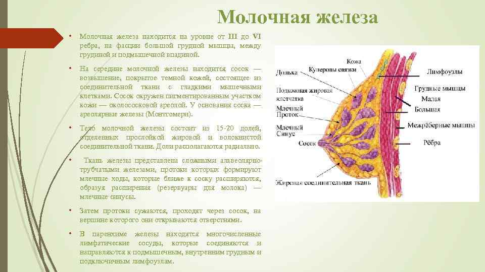 Молочная железа • Молочная железа находится на уровне от III до VI ребра, на