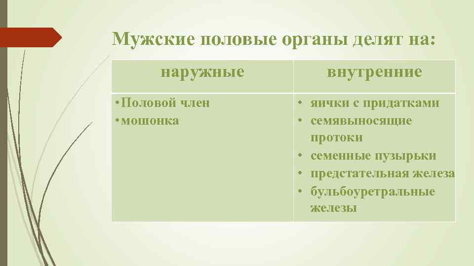 Мужские половые органы делят на: наружные • Половой член • мошонка внутренние • яички