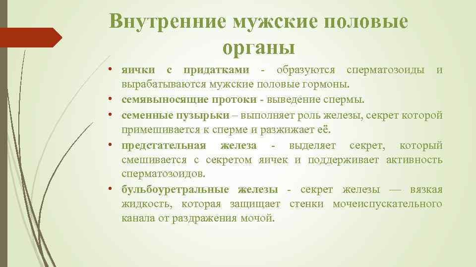 Внутренние мужские половые органы • яички с придатками образуются сперматозоиды и вырабатываются мужские половые