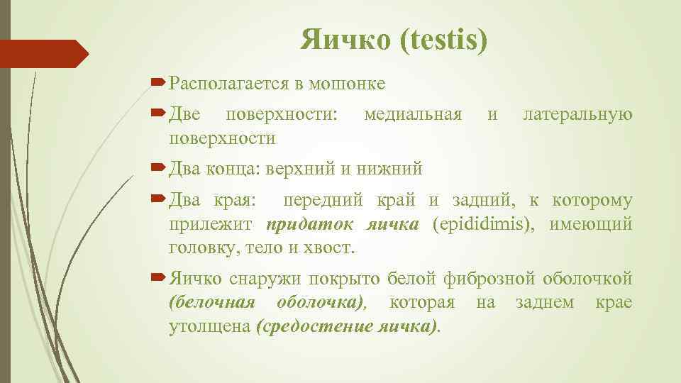 Яичко (testis) Располагается в мошонке Две поверхности: поверхности медиальная и латеральную Два конца: верхний