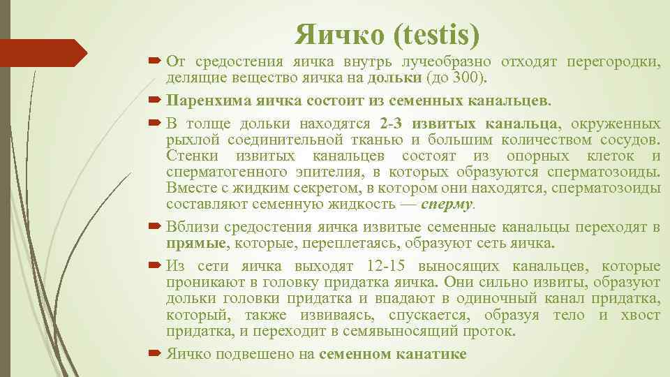 Яичко (testis) От средостения яичка внутрь лучеобразно отходят перегородки, делящие вещество яичка на дольки